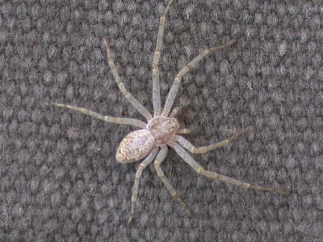 Philodromus sp.